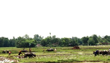 रोपाइँ गर्ने खेत तयार गर्दै किसान