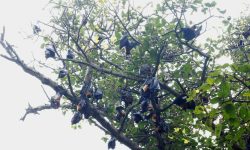 रुखको फल होइन…