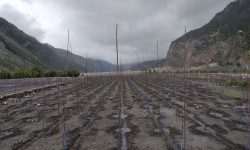 स्याउको बिरुवा