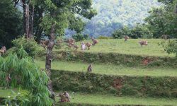 बाँदरको बिगबिगी