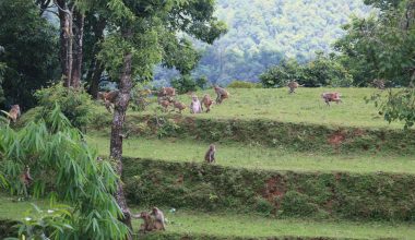 बाँदरको बिगबिगी