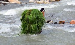 घाँसको भारी बोकी जोखिम मोलेर खोला तर्दै युवक