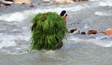 घाँसको भारी बोकी जोखिम मोलेर खोला तर्दै युवक