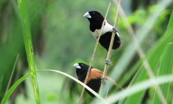 लोपोन्मुख प्रजातिको कालो टाउके मुनिया