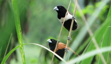 लोपोन्मुख प्रजातिको कालो टाउके मुनिया