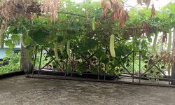 कौसीमा फलाएको लौका