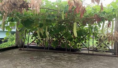 कौसीमा फलाएको लौका