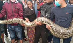 इलामकाे अन्तुमा फेला परेको ४० किलोको अजिंगर