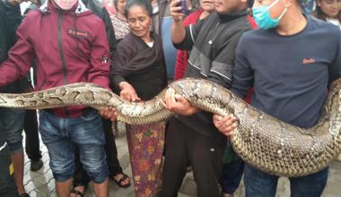 इलामकाे अन्तुमा फेला परेको ४० किलोको अजिंगर