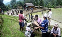 असारे भाका गाउँदै धान रोपाइँ गर्ने बेठी परम्परा लोप हुन थाले