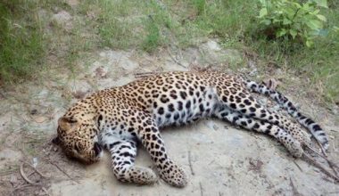 तनहुँमा ६ चितुवाको मृत्यु, आठको उद्धार