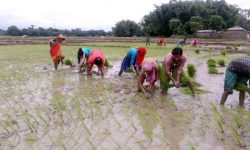 प्रदेश नं १ मा ९३ प्रतिशत धान रोपाइँ