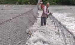 झोलुङ्गे पुलमाथि नदी बग्न थालेपछि आवतजावतमा समस्या