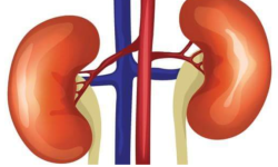 मृगौला फेल हुने मुख्य कारणहरु