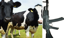 AK 47 राइफलको बदलामा दुई गाई