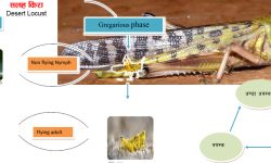 के हो सलह किरा ? समस्या तथा समाधान