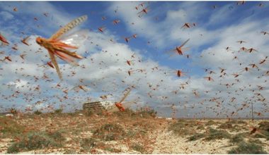 सलहको अन्य झुण्ड नेपाल प्रवेश गर्ने सम्भावना