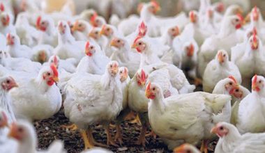 कुखुरा फार्ममा पहिरो खस्दा हजार कुखुरा मरे