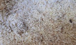 दैलेखमा वडाले राहतमा दिएकाे  चामल कुहिएको आरोप