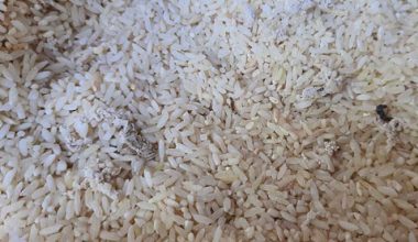 दैलेखमा वडाले राहतमा दिएकाे  चामल कुहिएको आरोप