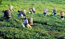 ज्यालाका लागि कहिलेसम्म आन्दोलन : चिया श्रमिक