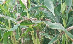 म्याग्दीमा देखिएको सलहको झुण्ड