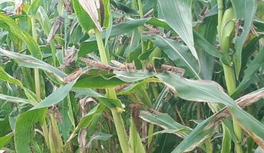 म्याग्दीमा देखिएको सलहको झुण्ड