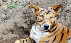 बाँदर धपाउन कुकुरलाई बाघ बनाए किसानले