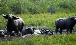 कोशीटप्पुमा ३४ प्रतिशतले पर्यटक आगमनमा कमी