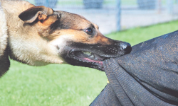 रामेछाममा कुकुरले टोक्दा ८ जना घाइते