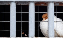 पाकिस्तानी जासूस भएको आराेपमा परेवा प्रहरी हिरासतमा !