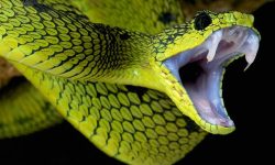 करेत भन्दा विषालु साँपहरू