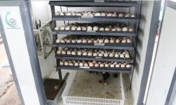 ह्याचरीमा चल्ला उत्पादनका लागि मेसिनमा राखिएका अण्डा