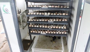 ह्याचरीमा चल्ला उत्पादनका लागि मेसिनमा राखिएका अण्डा