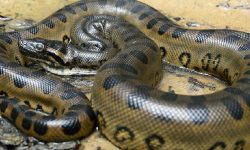 कञ्चनपुरमा लोपोन्मुख प्रजातिको अजिङ्गर फेला