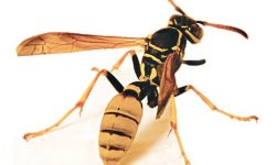 अरिङ्गालले टोकेपछि उपचार नपाएर बालकको मृत्यू