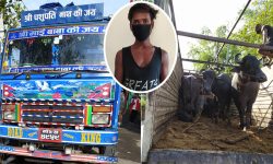 भैंसीसहित मानिस पक्राउ