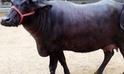 वियर खाँदा धेरै दूध दिने भैंसी