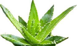 घ्यूकुमारीका अनगिन्ती फाइदा