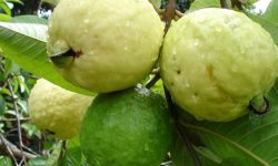 अम्बा खानुका अनगिन्ती फाइदा