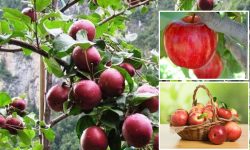 मनाङको स्याउ ‘हिमालयन फ्रेस’ विश्व बजारमा