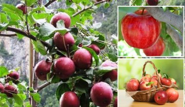 मनाङको स्याउ ‘हिमालयन फ्रेस’ विश्व बजारमा