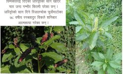 छिमेकीलाई विषालु साग दिनेले गरे आत्महत्या