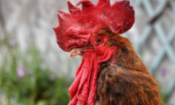 बासेको कारण मुद्दा खेपेको भालेको मृत्यु