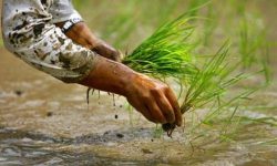 आज रोपाईँ जात्रा मनाइँदै