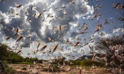 चीनको दक्षिण पश्चिम युनान प्रान्त युनानमा पुग्यो सलह किरा