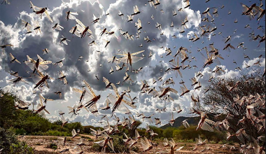 चीनको दक्षिण पश्चिम युनान प्रान्त युनानमा पुग्यो सलह किरा