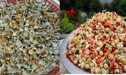 के हो क्वाँटी ? किन खाइन्छ यो ?