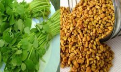 मेथी सेवनका अनेक फाइदा