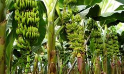 भारतीय केराको आयात नरोकिए आन्दोलन गर्ने केरा किसानको चेतावनी